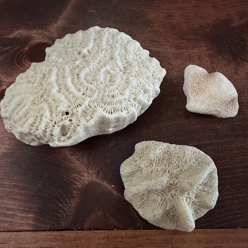 Natural white brain - white, and