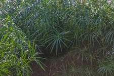 Live Umbrella Palm Tropical