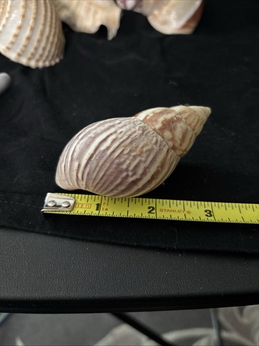 Japanese land snail - land,
