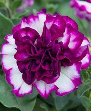 Petunia Trailing Tumbelina