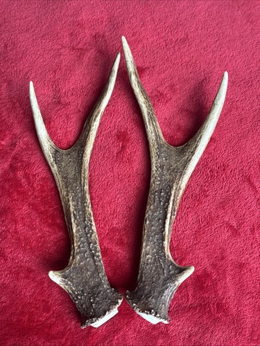 Pair sika deer antlers - of,