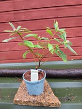 Daphne  odora Aureomarginata