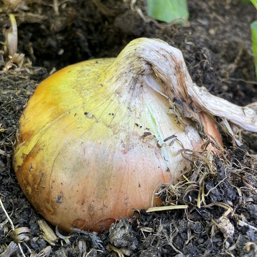 Onion seeds senshyu yellow - seeds,