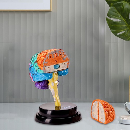 Human brain model anatomy - model,