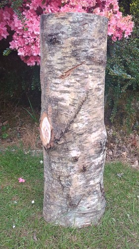 Large tree stump table - table, log
