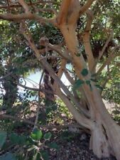 Rock Fig - Ficus petiolaris