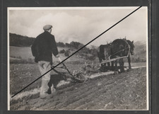 PHOTOGRAPH Wartime Food Effort