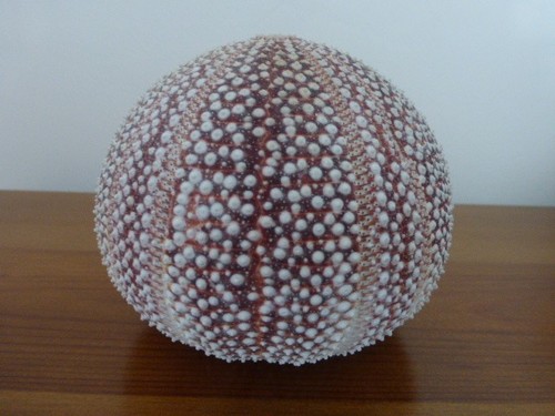 Sea urchin shell excellent - urchin,