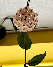 Hoya Carnosa (wax flower) plant rooted cutting 10/15 cm