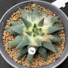 Ariocarpus retusus Cactus