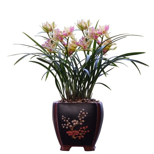 Pre sale ensifolium - pre,