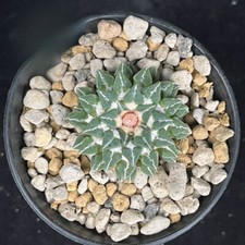 2.5CM Succulent Cactus Plant Ariocarpus Kotschoubeyanus Macdowellii Garden Plant