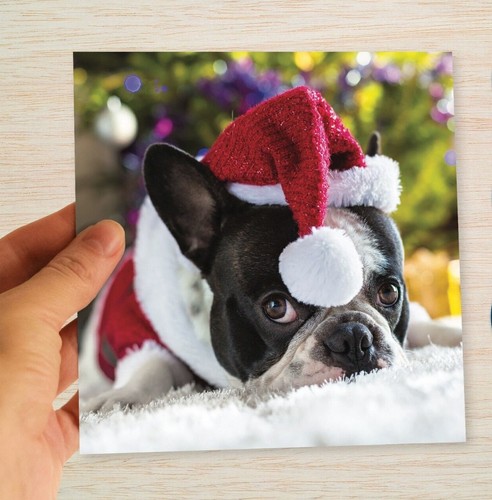French bulldog christmas - french, cards