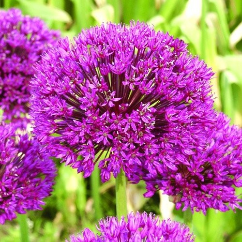 Allium purple sensation - allium,