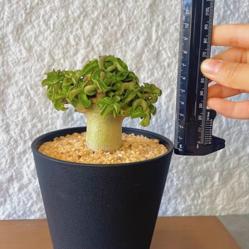 3cm succulent cactus plant - 3cm,