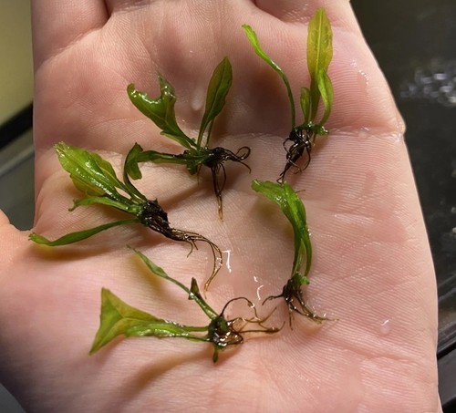 Windelov java fern baby - java,