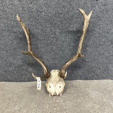 Fallow Buck Deer Skull