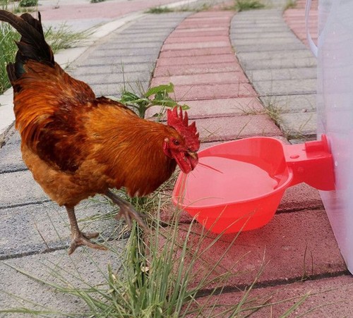 Large automatic cup water - cup,