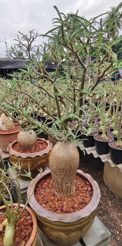 Desert rose adenium - 3x, rose/adenium