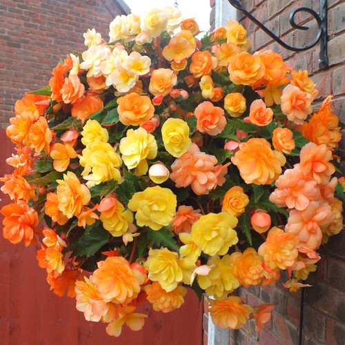 Bedding plants begonia - bedding,