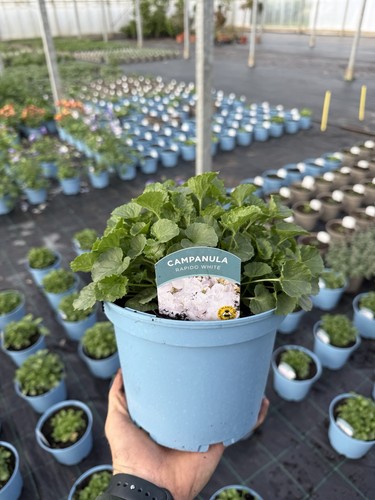 Campanula rapido white hardy - white,