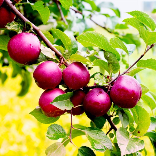 Spartan apple tree 5ft - , 4-5ft,