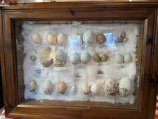 Birds Egg Collection Replica.