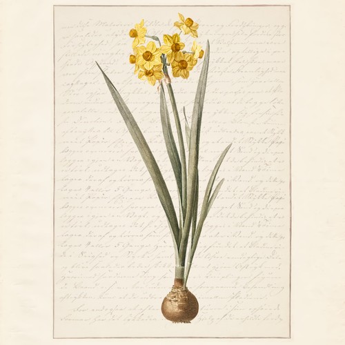 Redoute daffodil narcissus - daffodil,