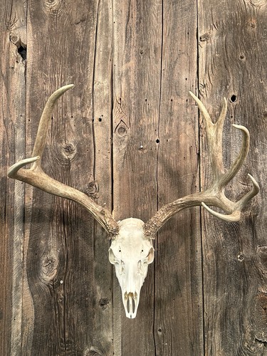 Mule deer european - deer, skull