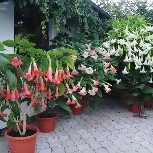 Orange angel trumpet - orange, angel's