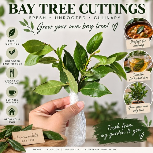 Fresh bay tree cuttings - tree, –