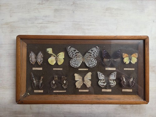 Vintage taxidemy framed - taxidemy,