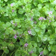 Perfect Plants - Corsican Mint Plant in a 13cm pot Garden Ready Herb Plant
