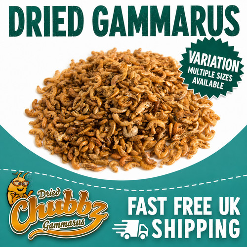 Chubby dried gammarus shrimp - chubby,