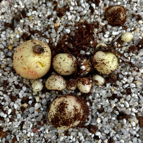 Carnivorous drosera eremaea - carnivorous,