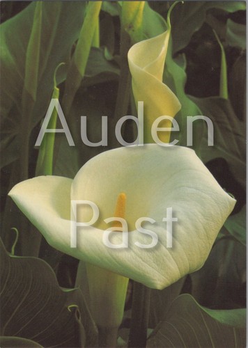 Zantedeschia aethiopica arum - zantedeschia,