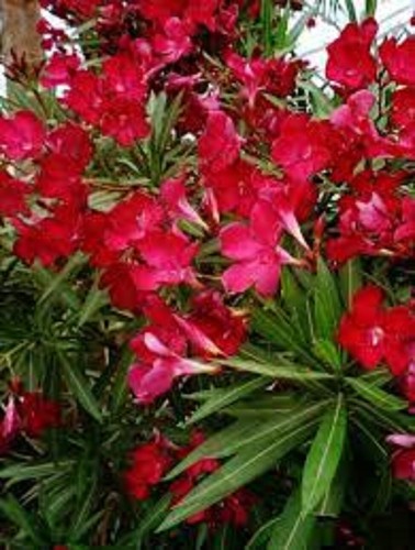 Red oleander two - oleander, (