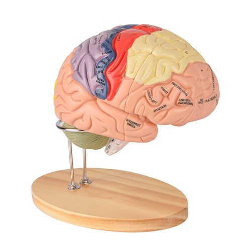 Human brain model - brain,