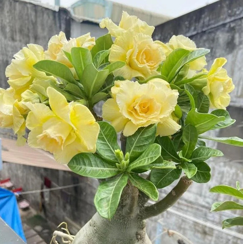 Double yellow desert rose - double,