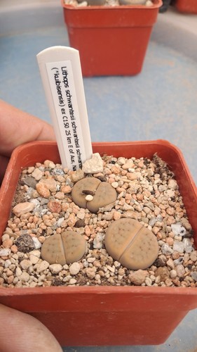 Lithops schwantesii