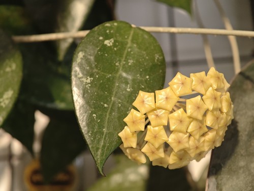 Rare hoya verticilla - rare,