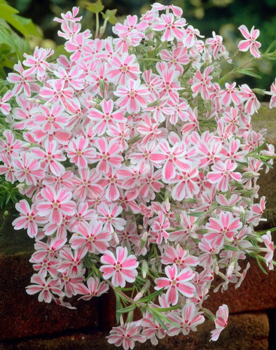Phlox alpine candy white - candy,