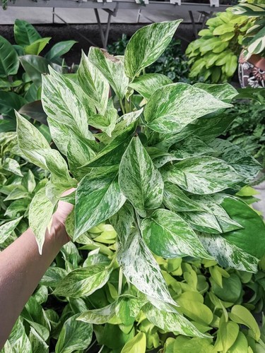 Snow queen pothos - queen,