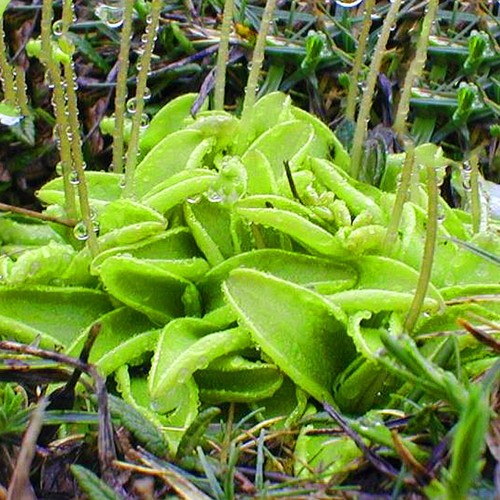 Butterworts pinguicula - butterworts,