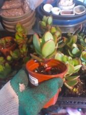 Jade/Crassula Ovata/Money tree plants for Bonsai SMALL