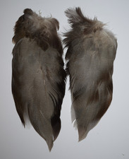 Complete set of Bronze Mallard Feathers from a Single Duck (63)