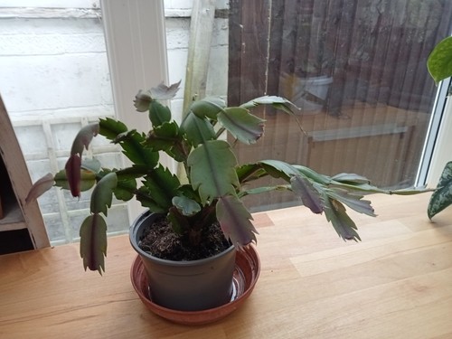 Schlumbergera christmas cactus - schlumbergera,