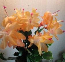 CHRISTMAS CACTUS SINGLE SEGMENT LEAF PALE ORANGE BIG FLOWERS ACLEO RARE 