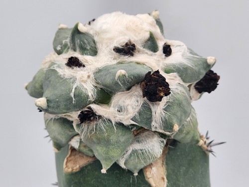 Cauliflower low - r.,