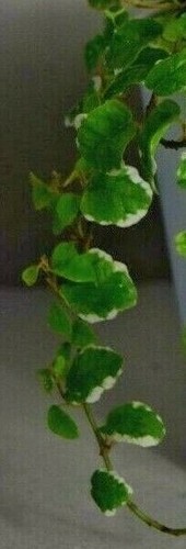 Ficus pumila white sunny - pumila, sunny'